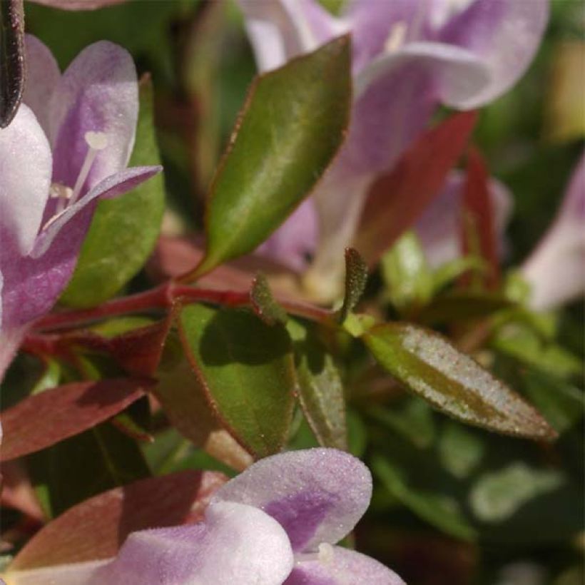 Abelia grandiflora Pastel Charm (Laub)