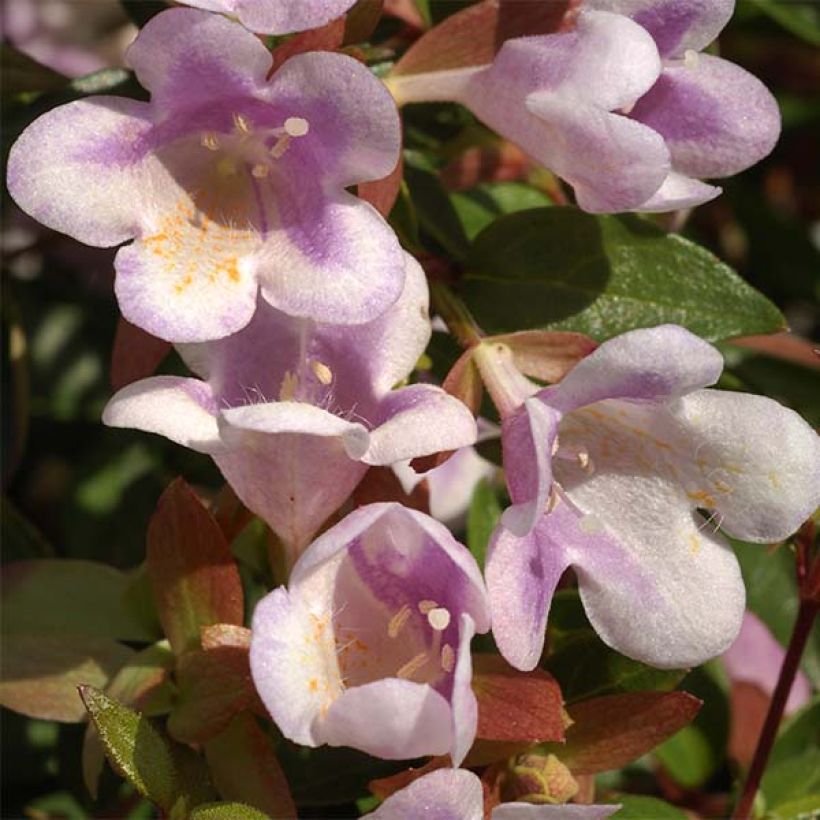 Abelia grandiflora Pastel Charm (Blüte)