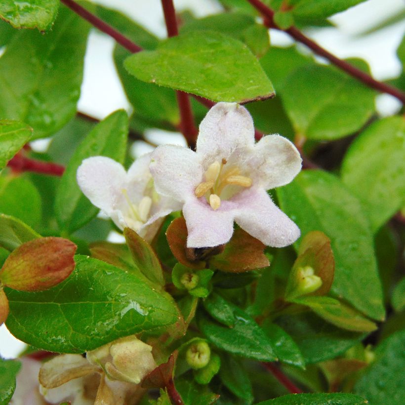 Abelia grandiflora Petite Garden Minedward (Blüte)