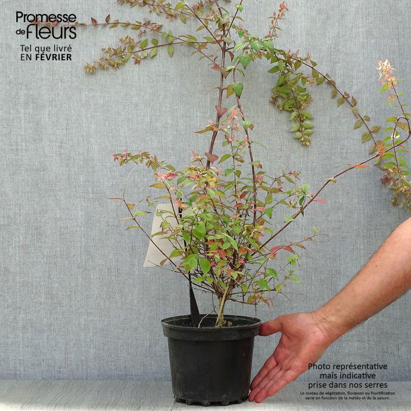 Exemplar von Abelia Pink Pong en pot de 3L/4L wie im Herbst geliefert