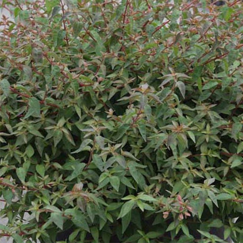 Abelia grandiflora Pinky Bells (Laub)