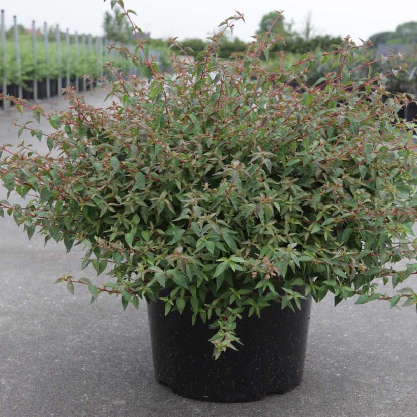 Abelia grandiflora Pinky Bells (Hafen)