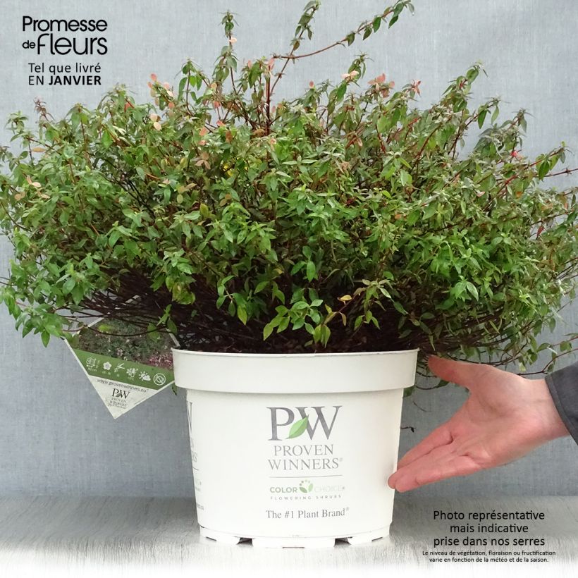 Exemplar von Abelia Pinky Bells livré en pot de 7,5L/10L wie im Winter geliefert