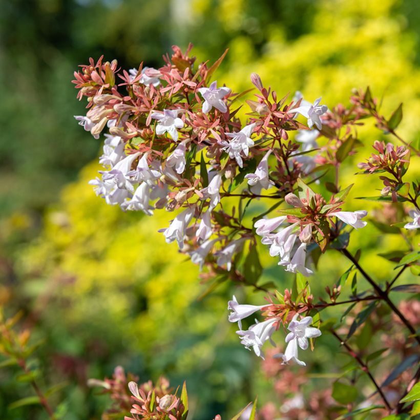 Abelia chinensis - Abelie (Blüte)