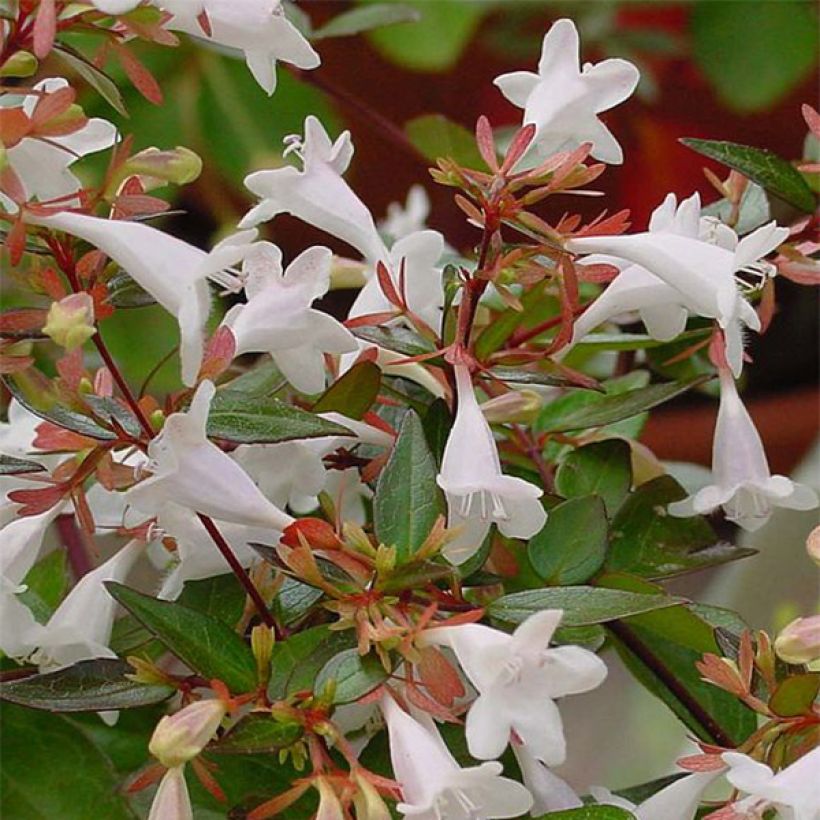 Abelia grandiflora - Grossblütige Abelie (Blüte)