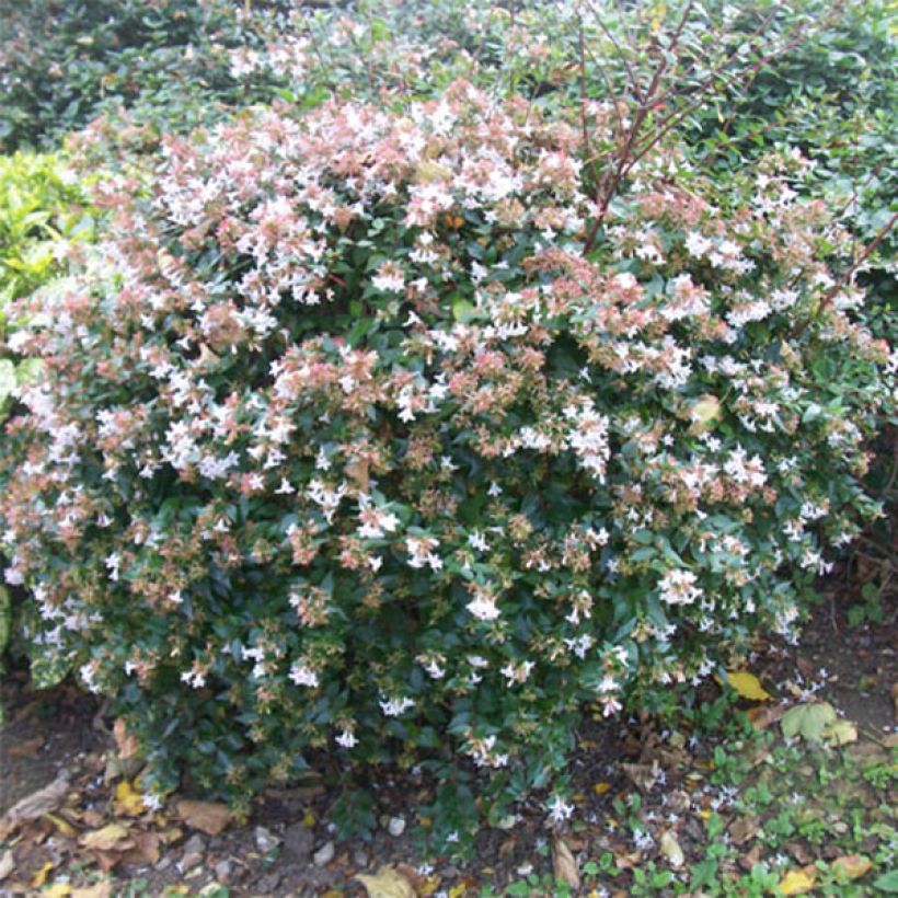 Abelia grandiflora - Grossblütige Abelie (Hafen)