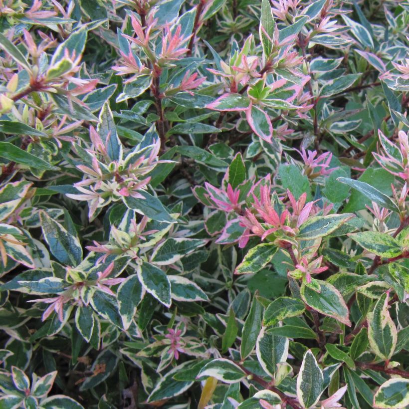 Abelia grandiflora Confetti (Laub)