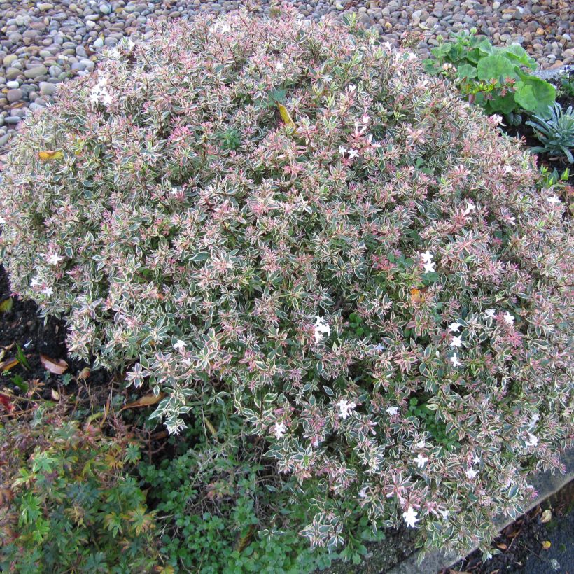 Abelia grandiflora Confetti (Hafen)