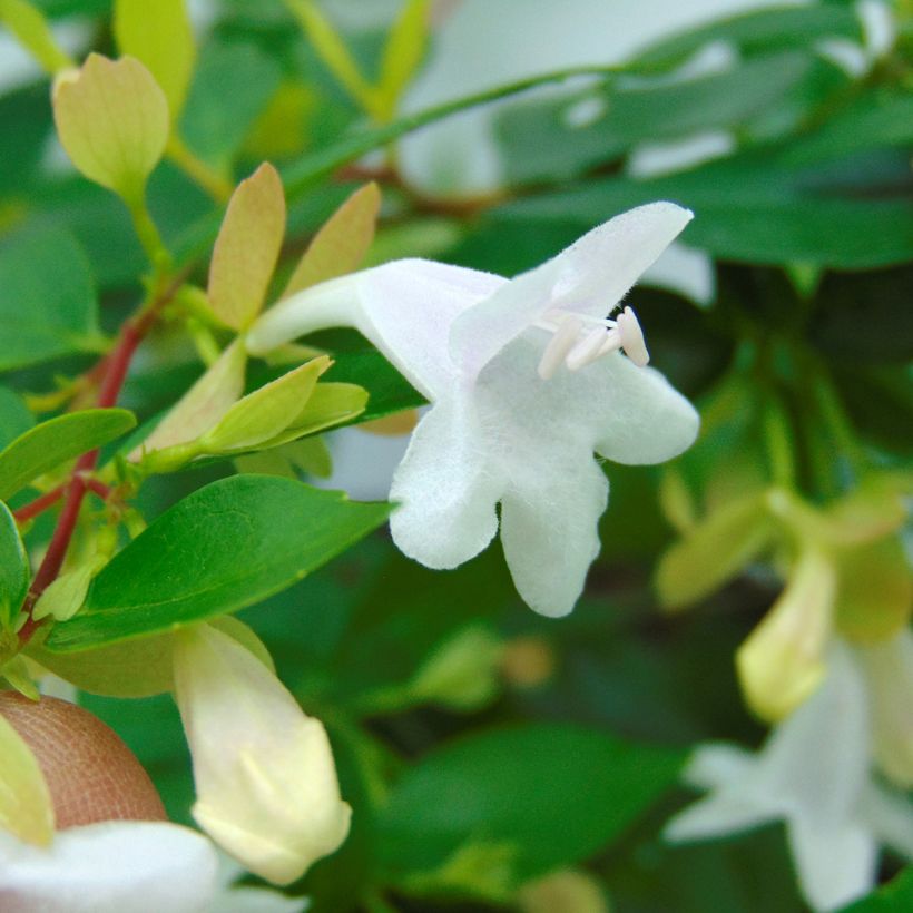 Abelia grandiflora Francis Mason (Blüte)