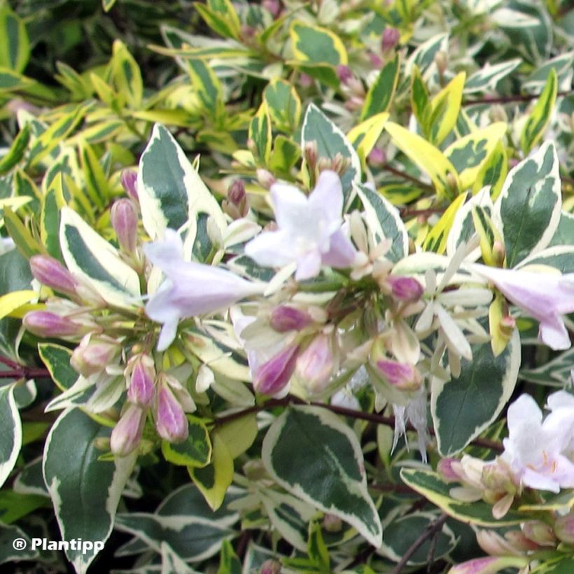 Abelia grandiflora Hopleys (Laub)