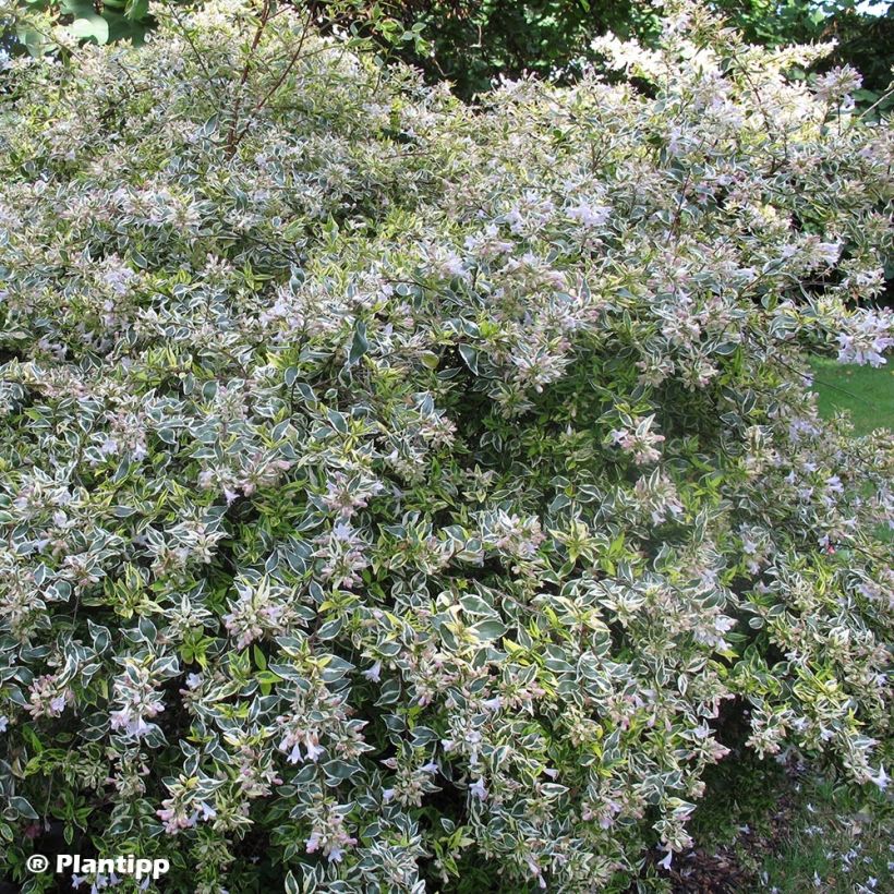 Abelia grandiflora Hopleys (Hafen)