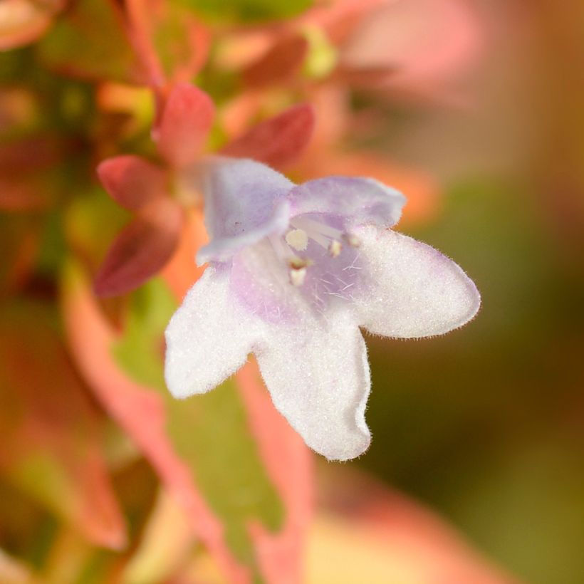 Abelia grandiflora Kaleidoscope (Blüte)