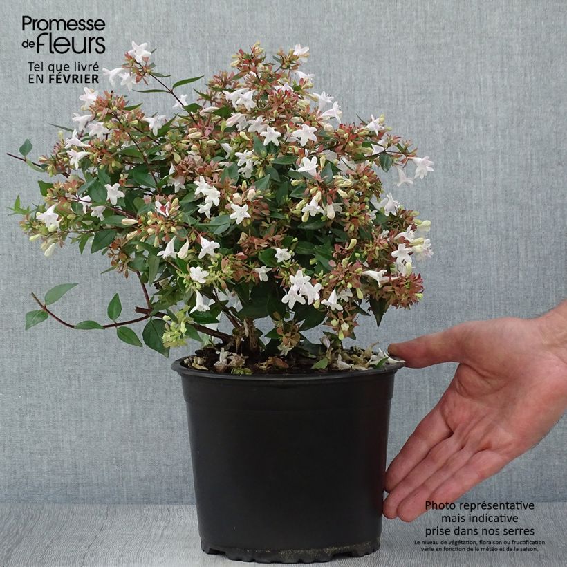 Exemplar von Abelia grandiflora - Pot de 2L/3L wie im Herbst geliefert