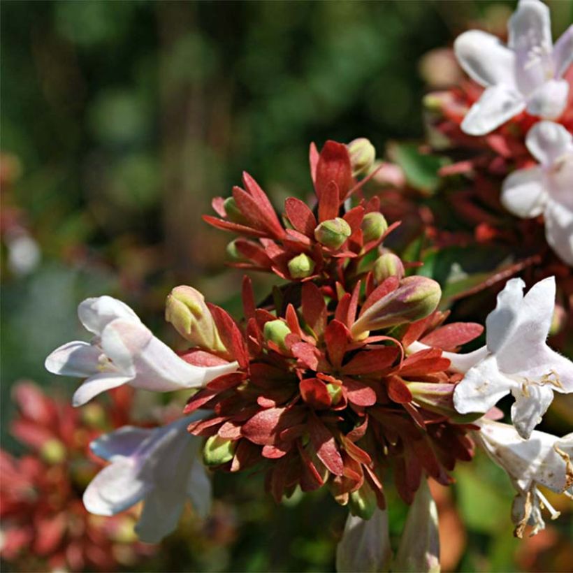 Abelia grandiflora Prostrata (Blüte)