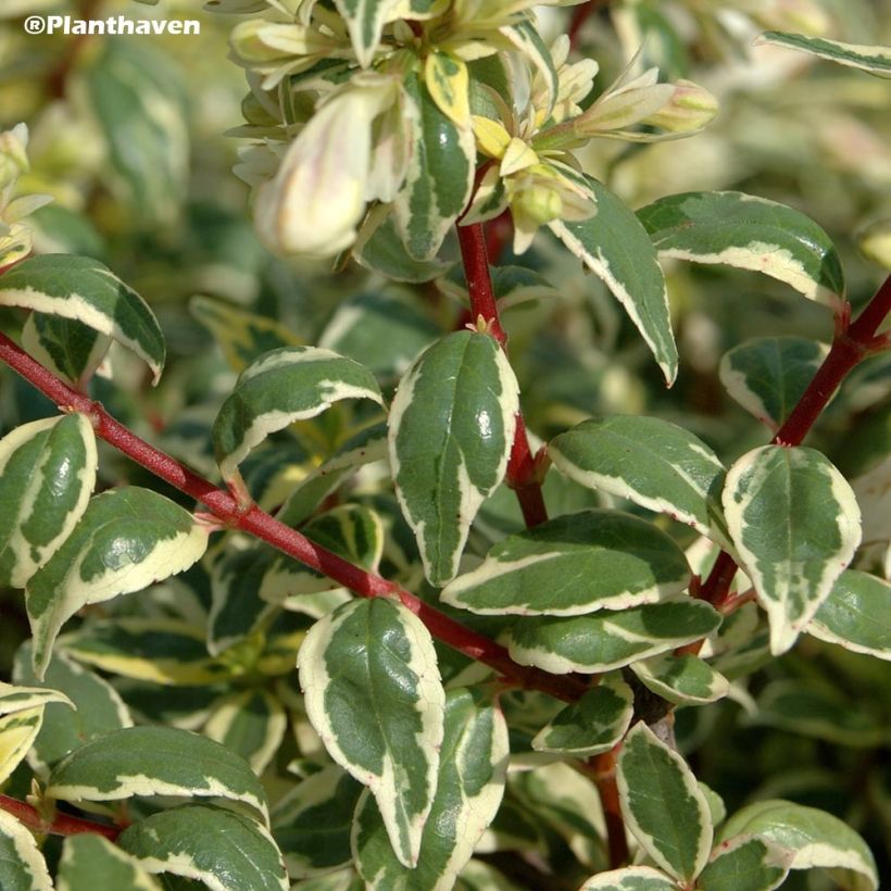 Abelia grandiflora Radiance (Laub)