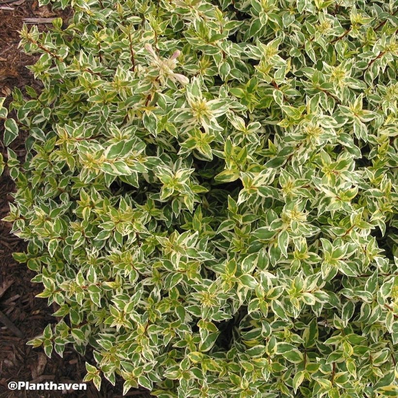 Abelia grandiflora Radiance (Hafen)