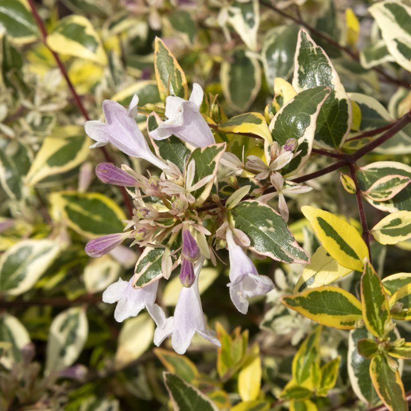 Abelia grandiflora Radiance (Blüte)