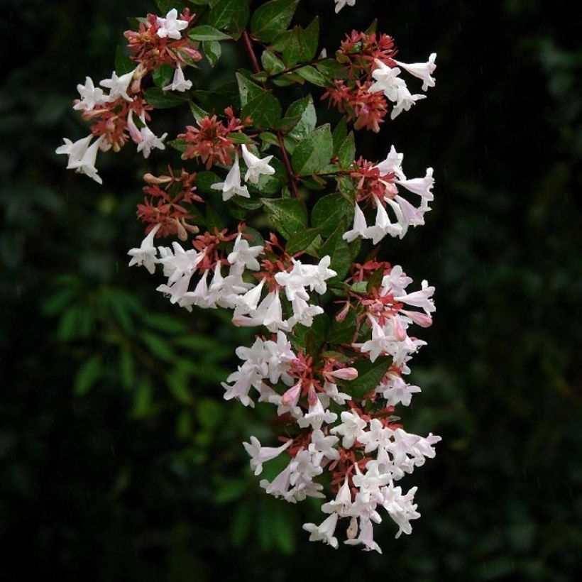 Abelia grandiflora Semperflorens (Blüte)