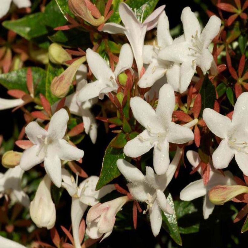 Abelia grandiflora Sherwood (Blüte)