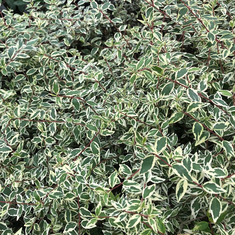 Abelia grandiflora Sparkling Silver (Laub)