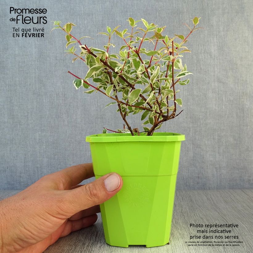 Exemplar von Abelia grandiflora Steredenn Levabes - Abélie panachée Pot de 1L/1,5L wie im Herbst geliefert