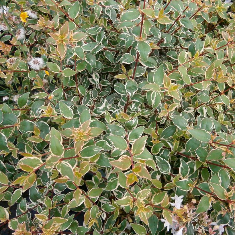 Abelia grandiflora Steredenn (Laub)