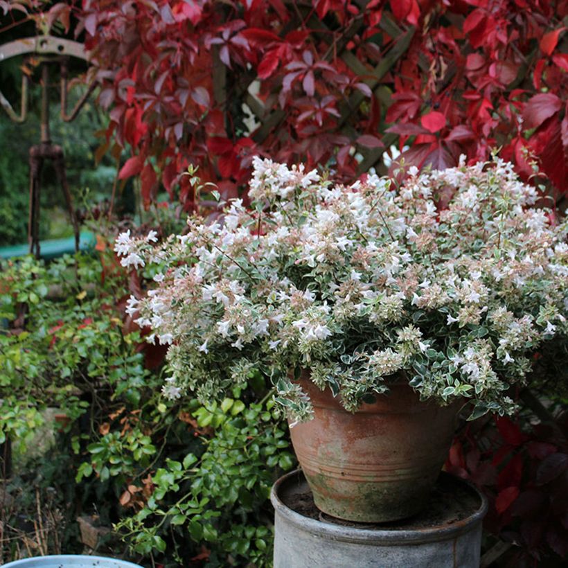 Abelia grandiflora Steredenn (Hafen)