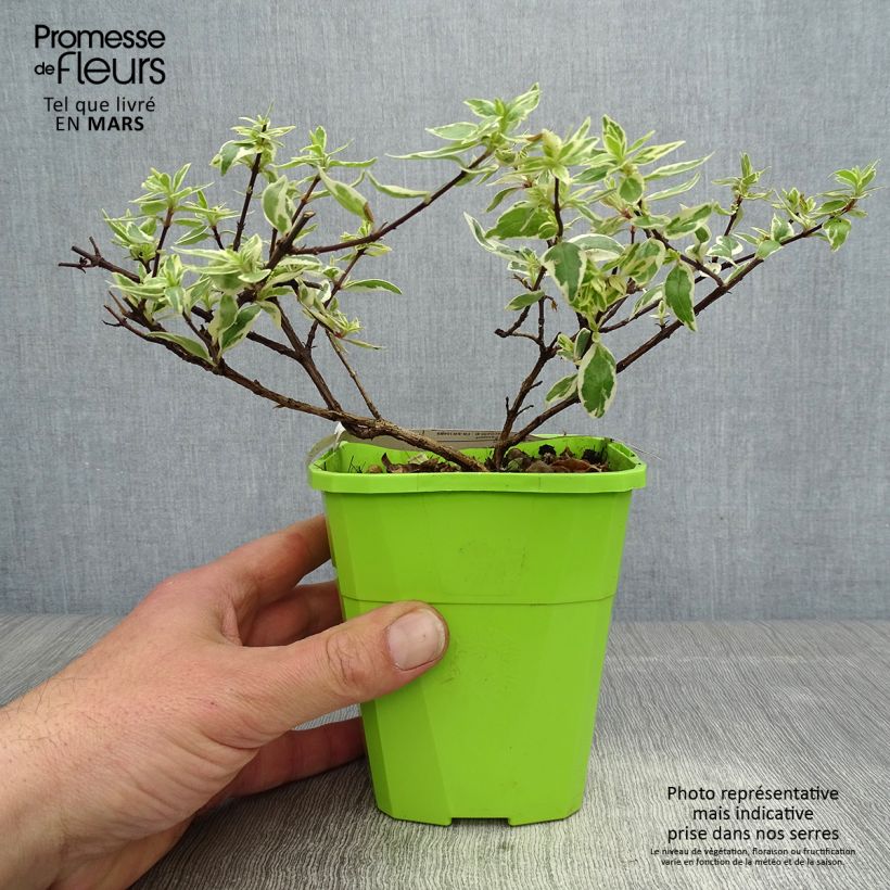 Exemplar von Abelia grandiflora Steredenn Levabes - Abélie panachée Pot de 1L/1,5L wie im Frühjahr geliefert