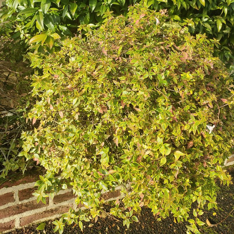 Abelia grandiflora Sunshine Daydream (Hafen)