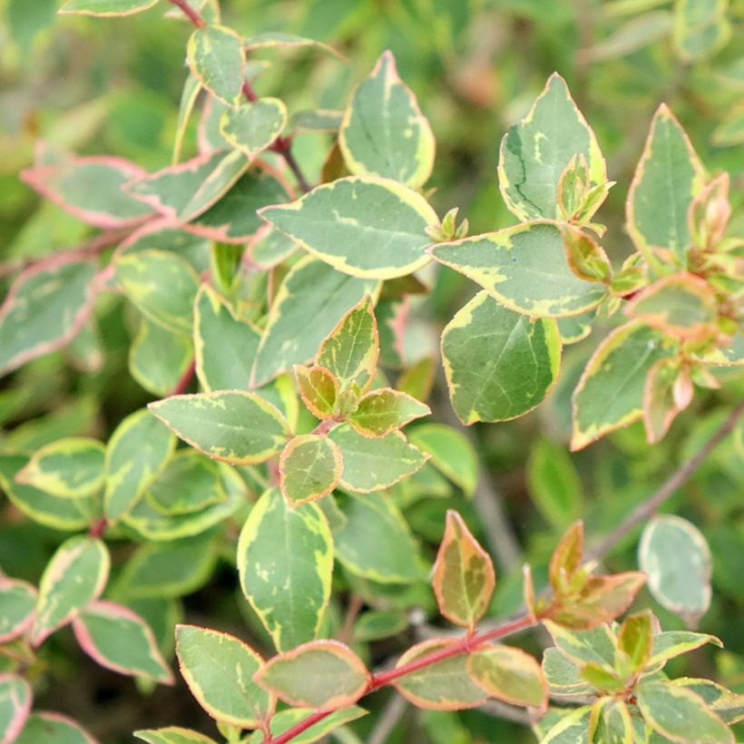 Abelia grandiflora Sunshine Daydream (Laub)