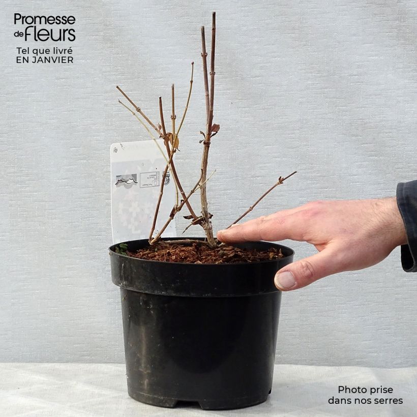 Exemplar von Abelia mosanensis Monia - Abélia parfumé Pot de 3L/4L wie im Winter geliefert