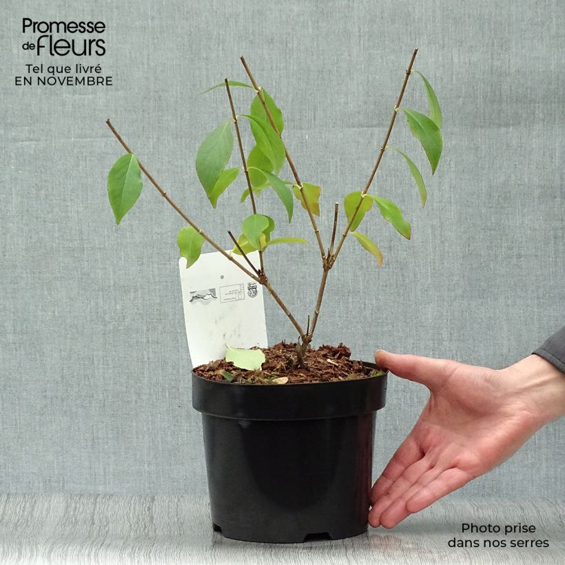 Exemplar von Abelia mosanensis Monia - Abélia parfumé Pot de 3L/4L wie im Herbst geliefert