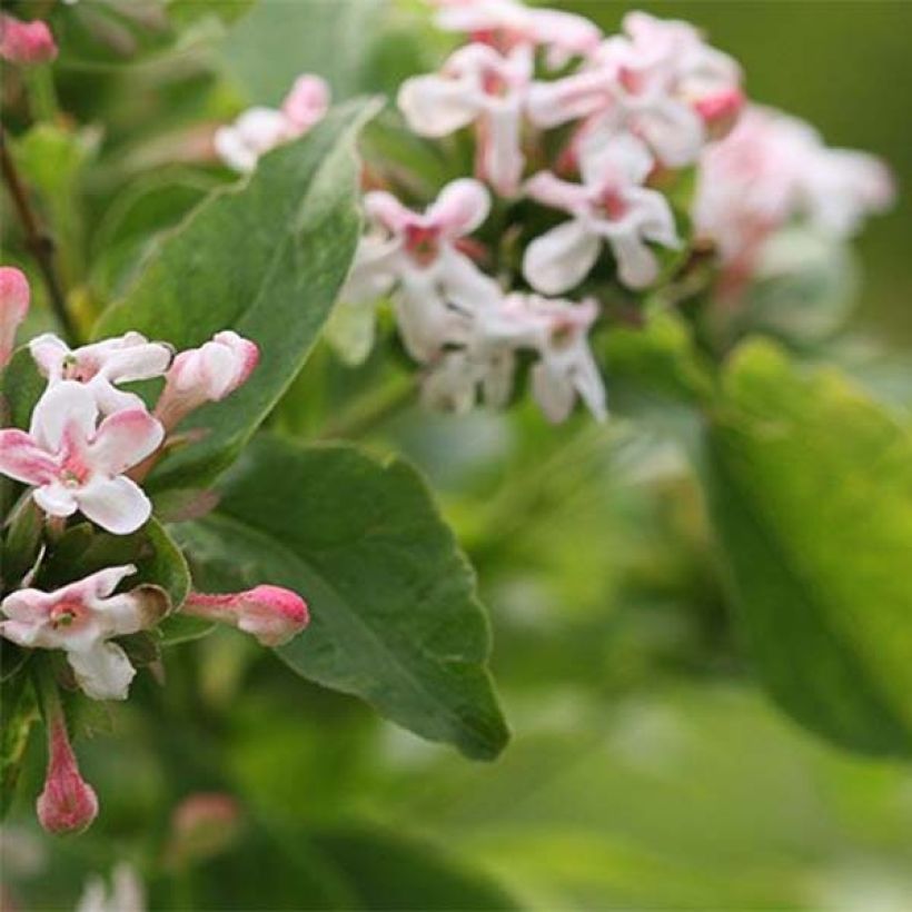 Abelia mosanensis Sweet Emotion - Koreanische Abelie (Laub)