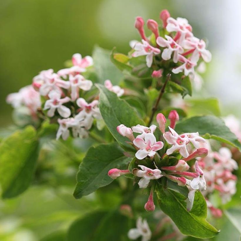 Abelia mosanensis Sweet Emotion - Koreanische Abelie (Blüte)