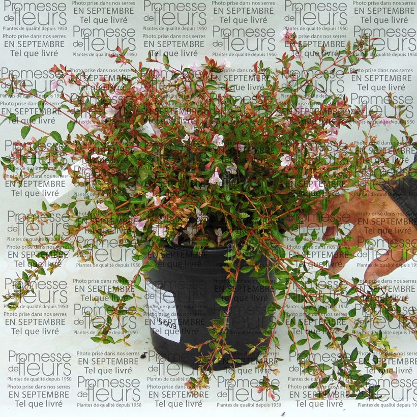 Beispiel eines Exemplars von Abelia grandiflora Pastel Charm wie geliefert