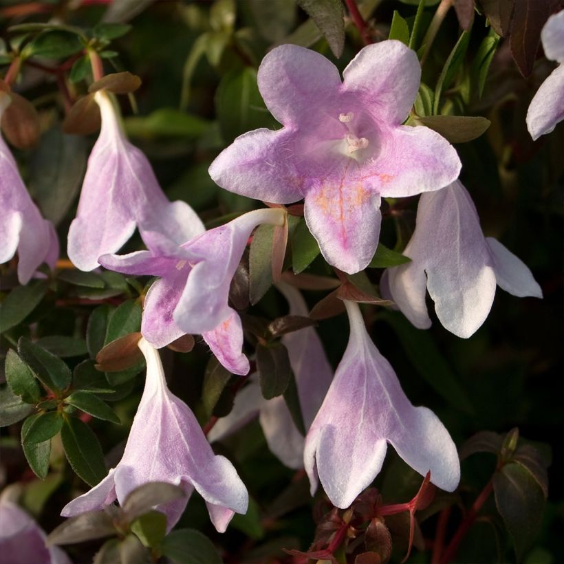 Abelia grandiflora Pinky Bells (Blüte)