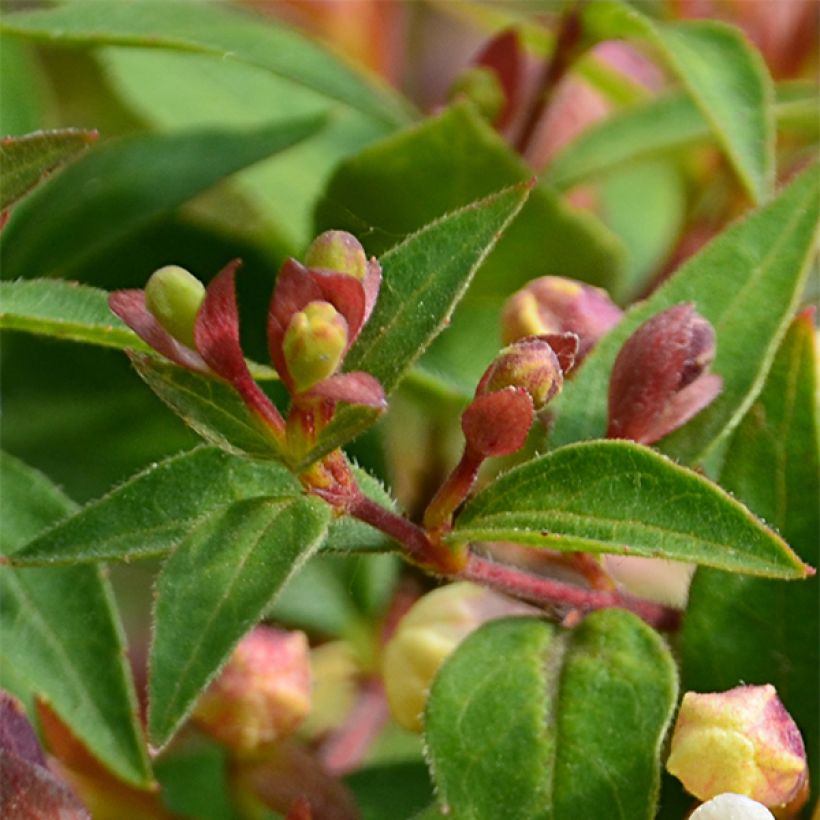 Abelia grandiflora Sunny Charm (Laub)