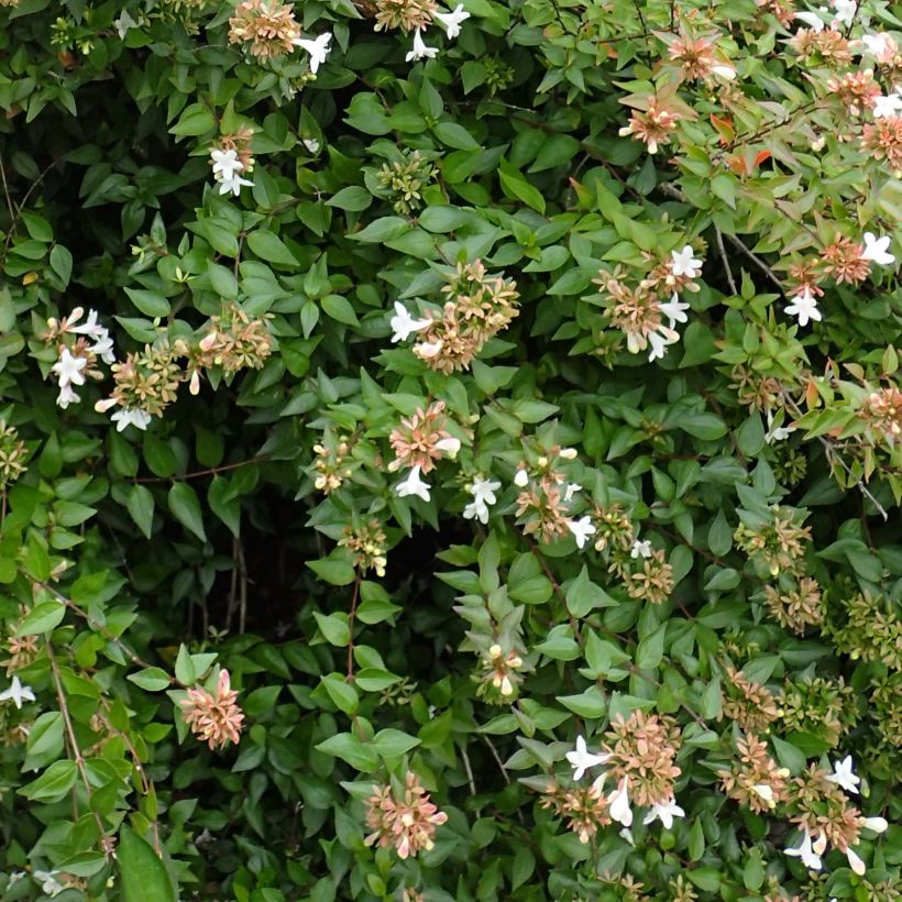 Abelia zanderi Little Richard (Laub)