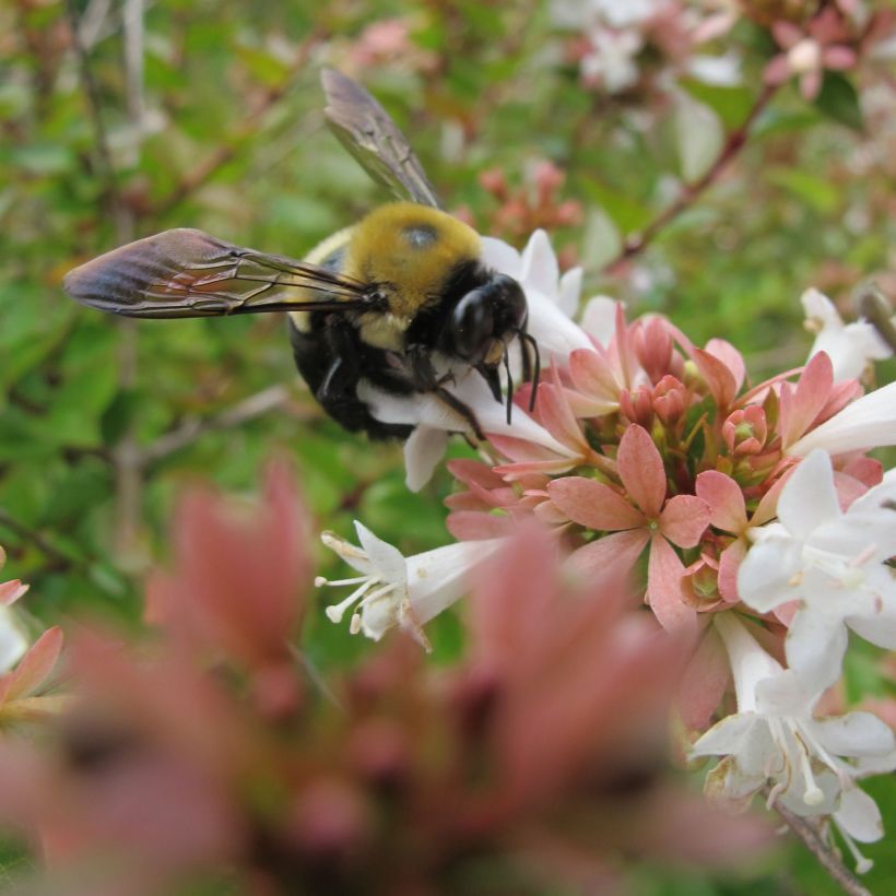 Abelia zanderi Little Richard (Blüte)