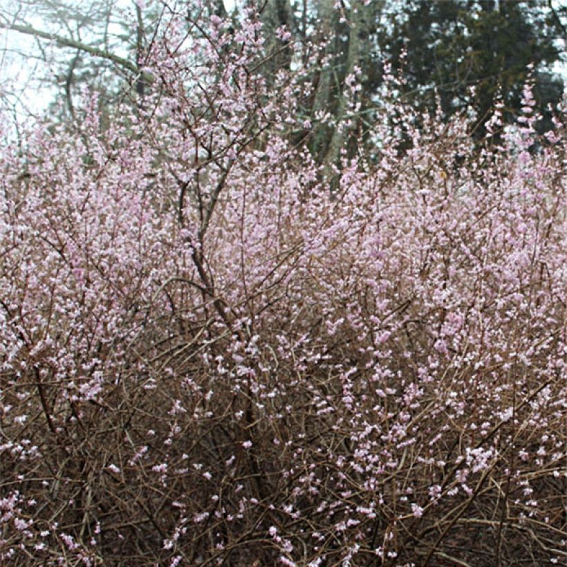 Abeliophyllum distichum Roseum - Rosenforsythie (Blüte)