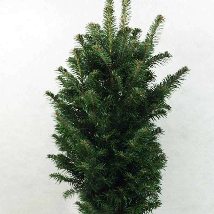 Abies alba Pyramidalis - Weiß-Tanne (Hafen)