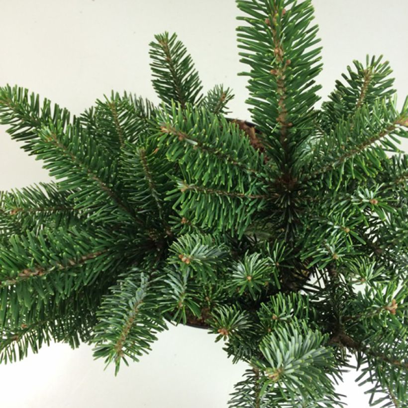 Abies amabilis Spreading Star - Purpur-Tanne (Laub)