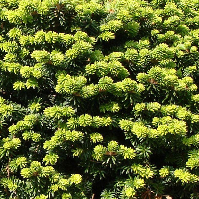 Abies balsamea Nana - Balsam-Tanne (Laub)