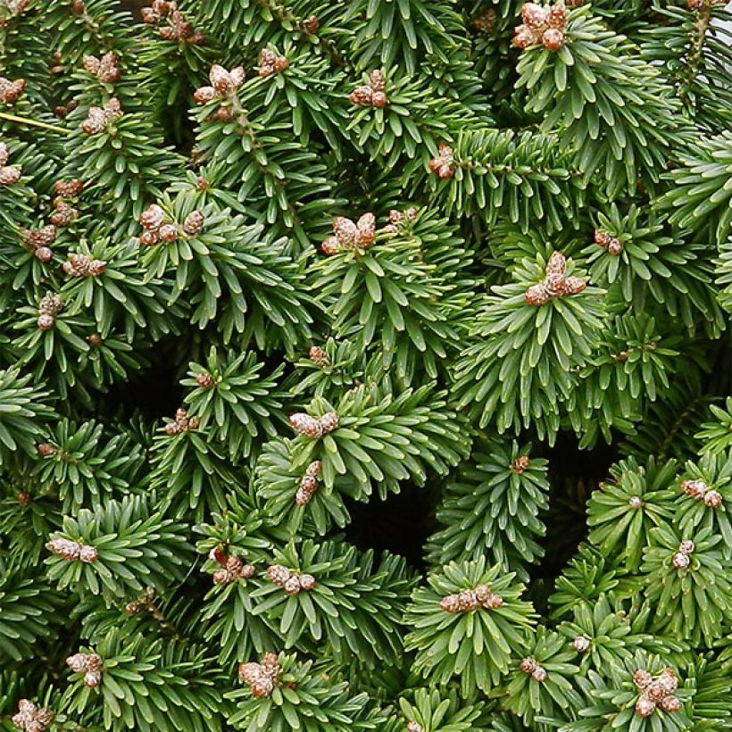 Abies balsamea Piccolo - Balsam-Tanne (Laub)