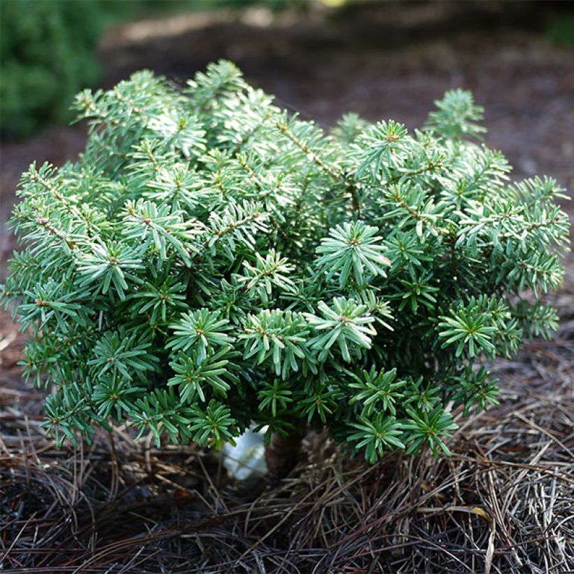 Abies koreana Cis - Koreanische Tanne (Hafen)