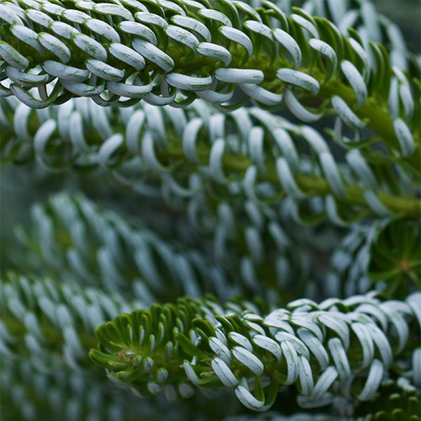 Abies koreana Silberlocke - Koreanische Tanne (Laub)