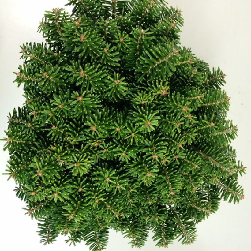 Abies koreana Tundra - Koreanische Tanne (Laub)