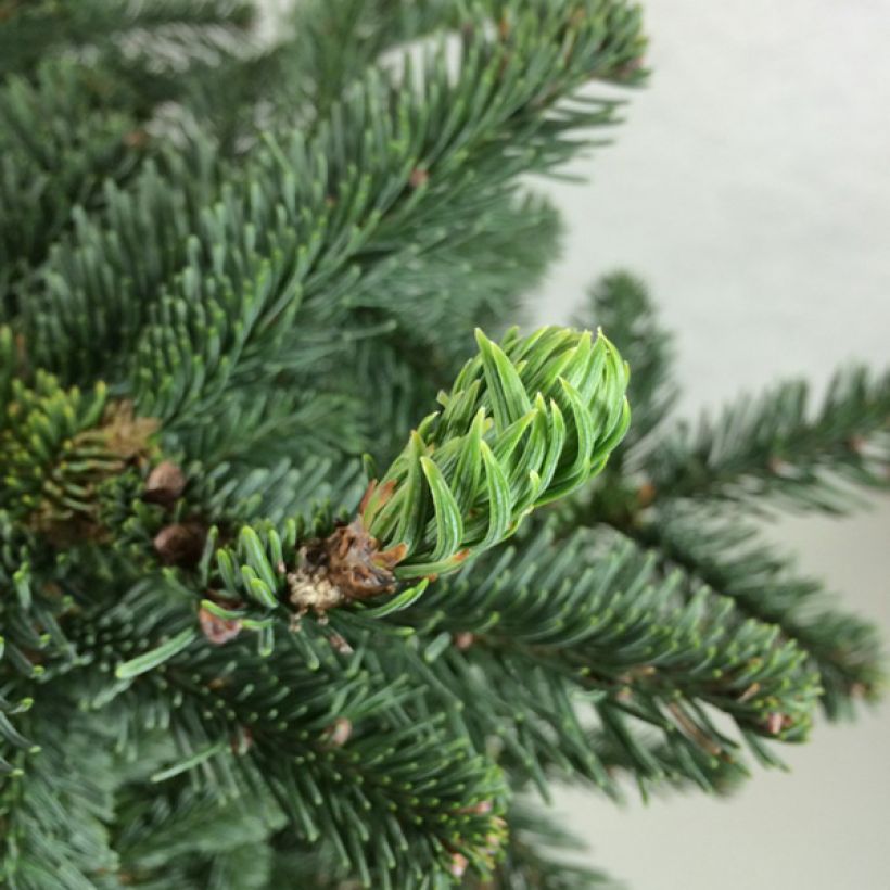 Abies procera Bizzarro - Edel-Tanne (Laub)