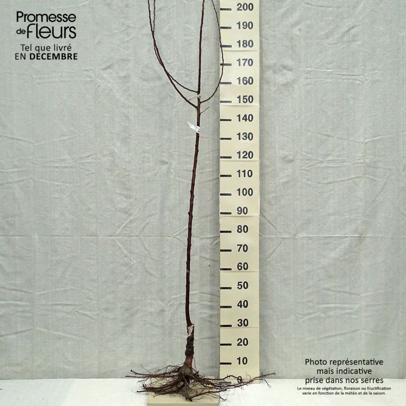 Exemplar von Aprikose Doucoeur - Prunus armeniaca wie im Winter geliefert