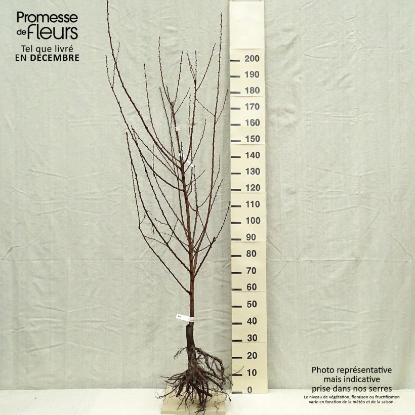 Exemplar von Aprikose Doucoeur - Prunus armeniaca wie im Winter geliefert